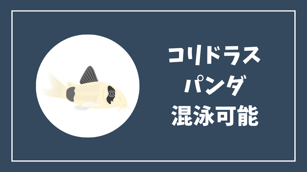 コリドラスパンダと混泳可能な熱帯魚