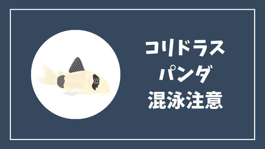 コリドラスパンダとの混泳に注意が必要な熱帯魚